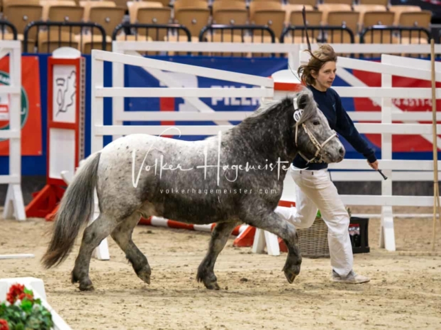 PSB Körung unsortiert Teil 1 11
