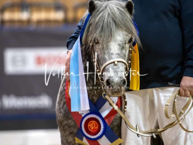 PSB Körung Schärpenträger 2