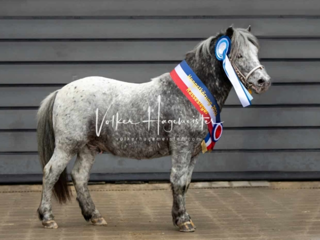 PSB Körung Schärpenträger 4