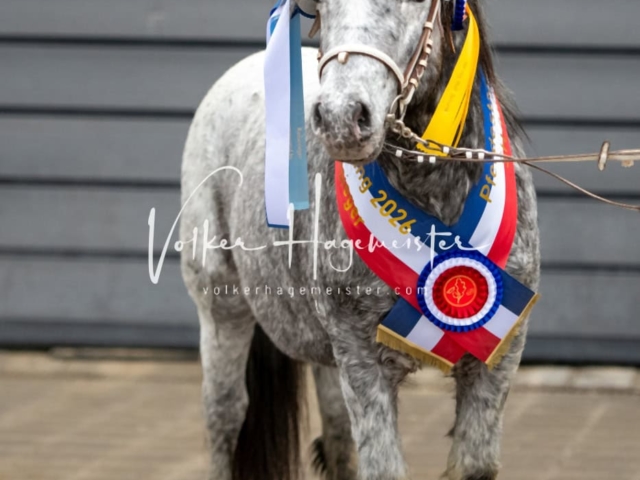 PSB Körung Schärpenträger 5