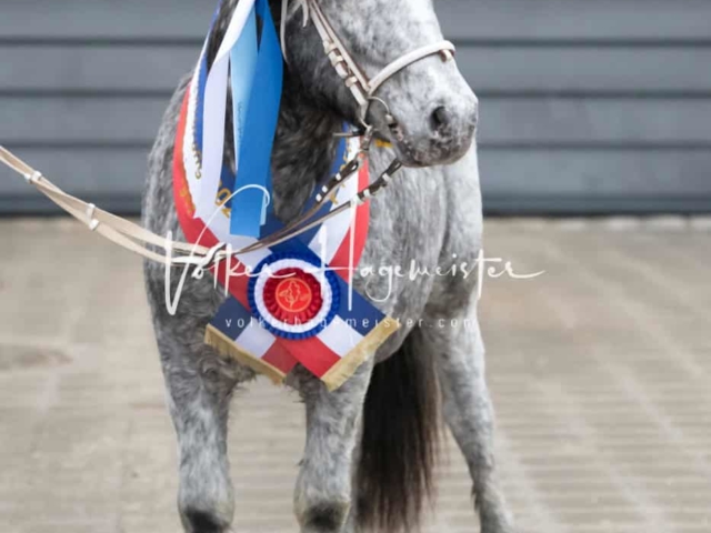 PSB Körung Schärpenträger 6