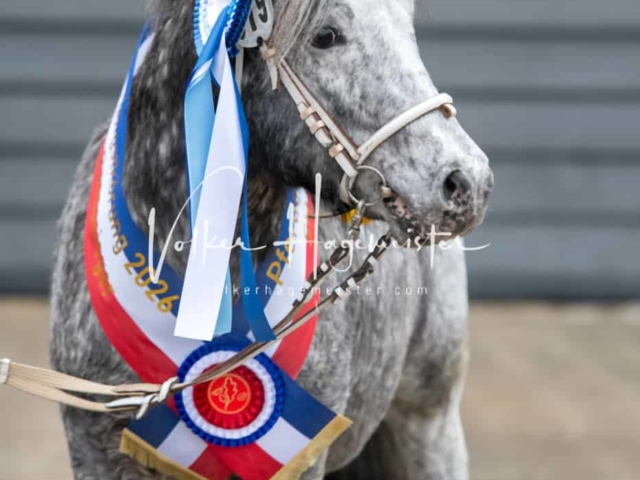 PSB Körung Schärpenträger 7