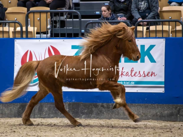 PSB Körung Schärpenträger 9