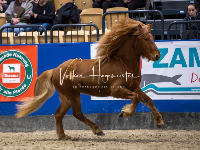 PSB Körung Schärpenträger 10