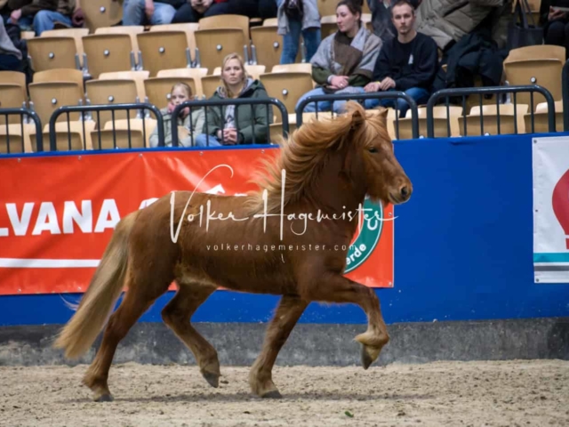 PSB Körung Schärpenträger 11