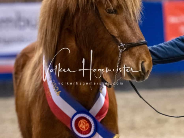 PSB Körung Schärpenträger 12