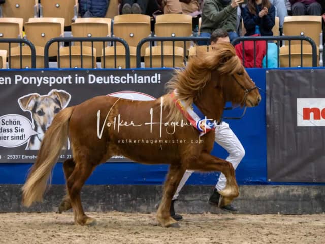 PSB Körung Schärpenträger 13