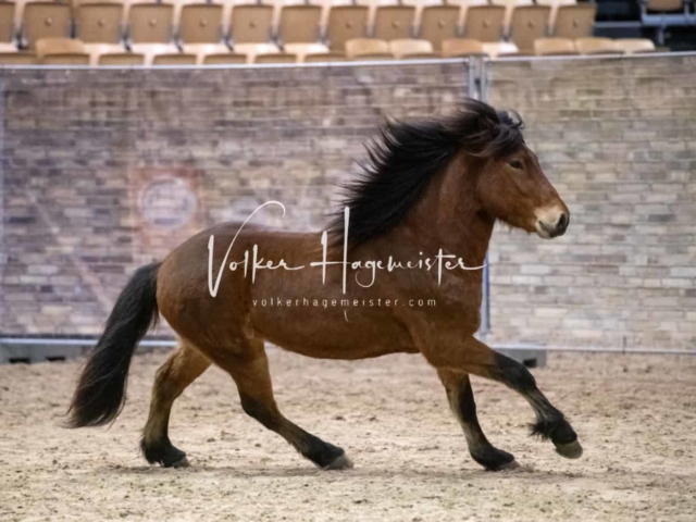 PSB Körung Schärpenträger 14