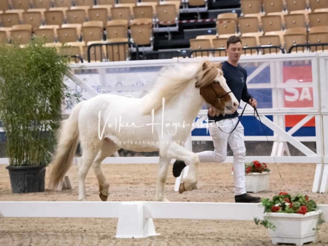 PSB Körung unsortiert Teil 1 13