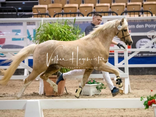 PSB Körung unsortiert Teil 1 14