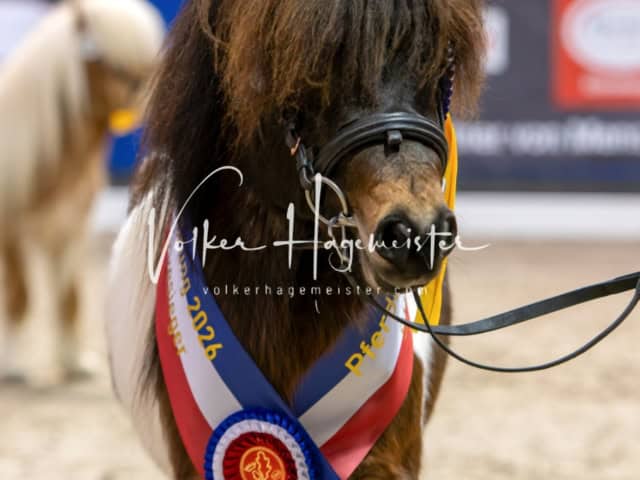 PSB Körung Schärpenträger 16