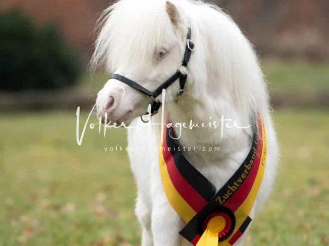 ZfdP Kranichstein Ponys 4