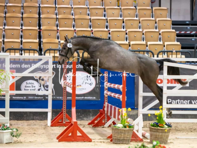 Impressionen PSB Körung Freitag 1
