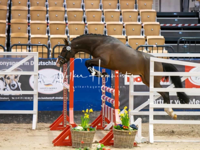 Impressionen PSB Körung Freitag 2