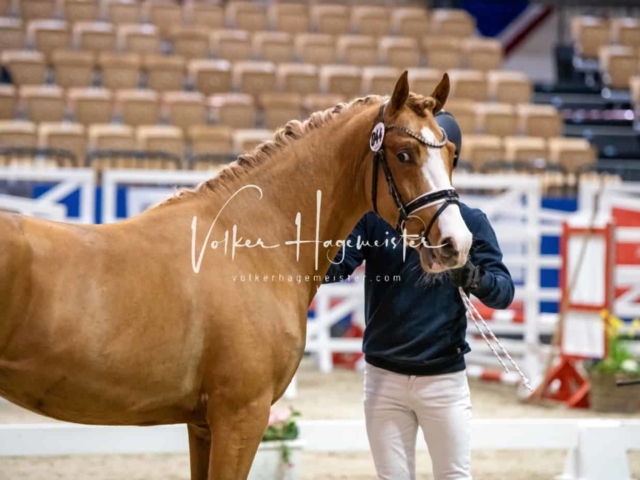 Impressionen PSB Körung Freitag 3