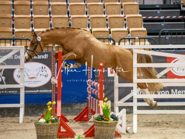 Impressionen PSB Körung Freitag 4
