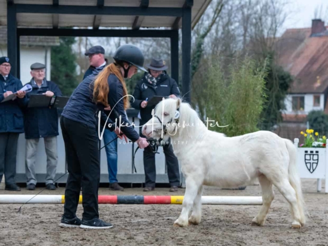 ZfdP Kranichstein Ponys 5