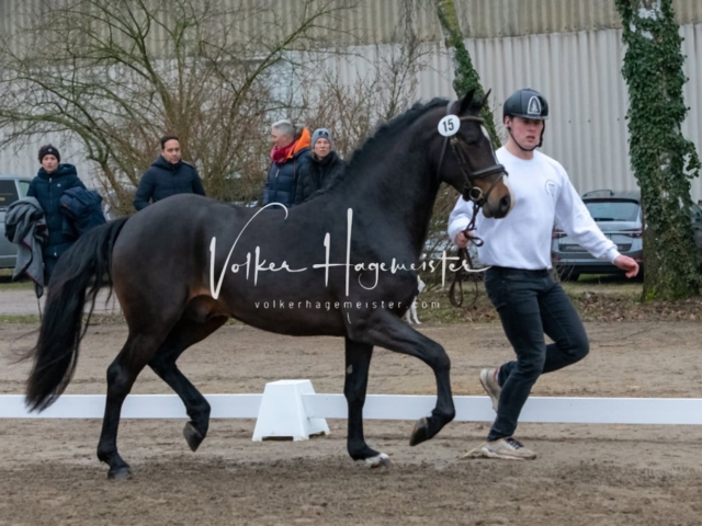 ZfdP Kranichstein Ponys 6