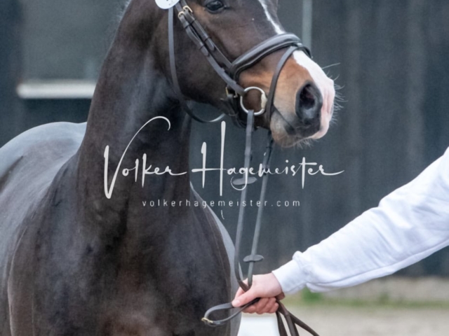 ZfdP Kranichstein Ponys 7