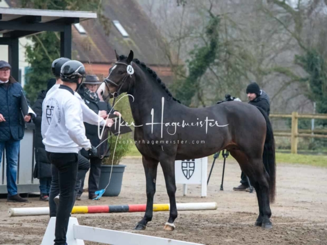 ZfdP Kranichstein Ponys 8