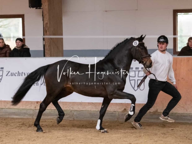 ZfdP Kranichstein Ponys 10