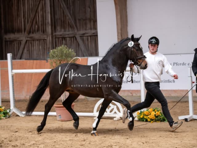 ZfdP Kranichstein Ponys 12