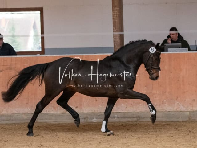 ZfdP Kranichstein Ponys 13