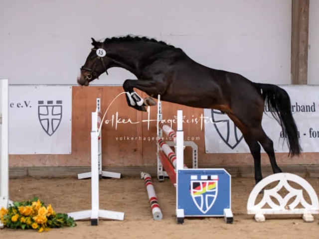 ZfdP Kranichstein Ponys 14