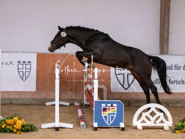 ZfdP Kranichstein Ponys 15