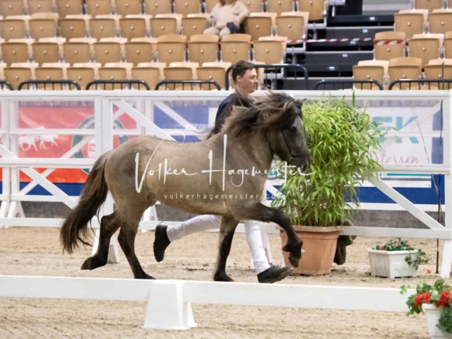 PSB Körung unsortiert Teil 1 10