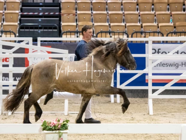 PSB Körung unsortiert Teil 1 11