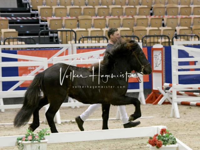 PSB Körung unsortiert Teil 1 15