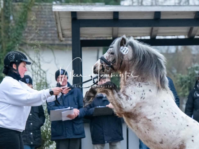 ZfdP Kranichstein Ponys 16
