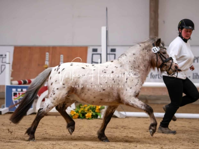 ZfdP Kranichstein Ponys 17