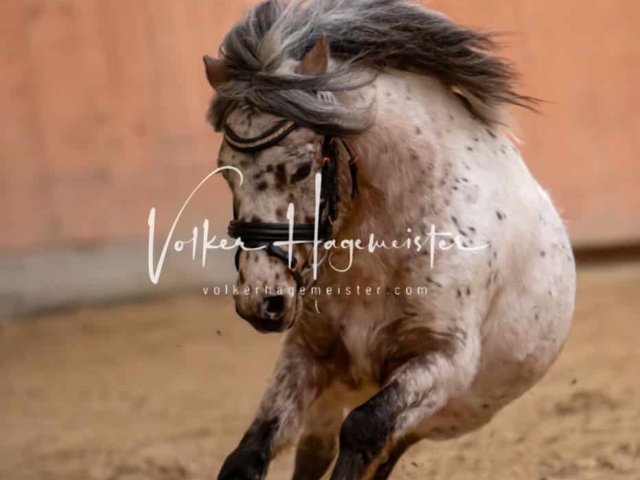 ZfdP Kranichstein Ponys 18