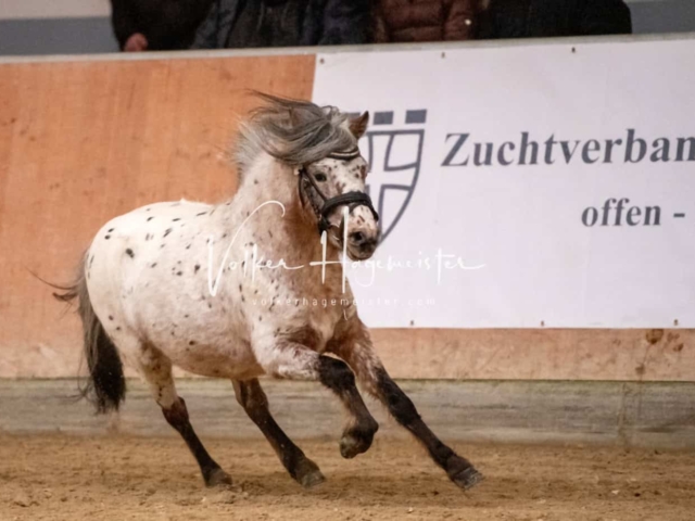 ZfdP Kranichstein Ponys 19