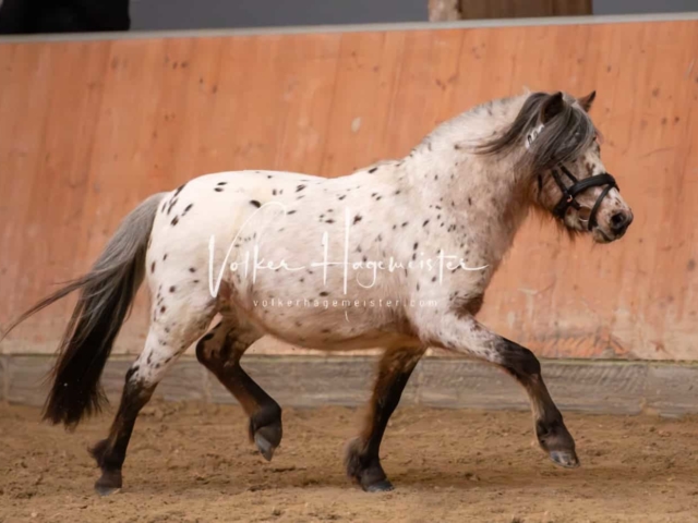 ZfdP Kranichstein Ponys 20