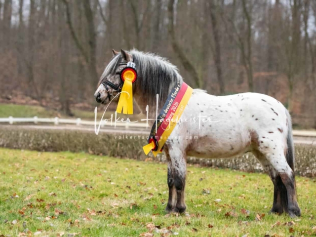 ZfdP Kranichstein Ponys 21