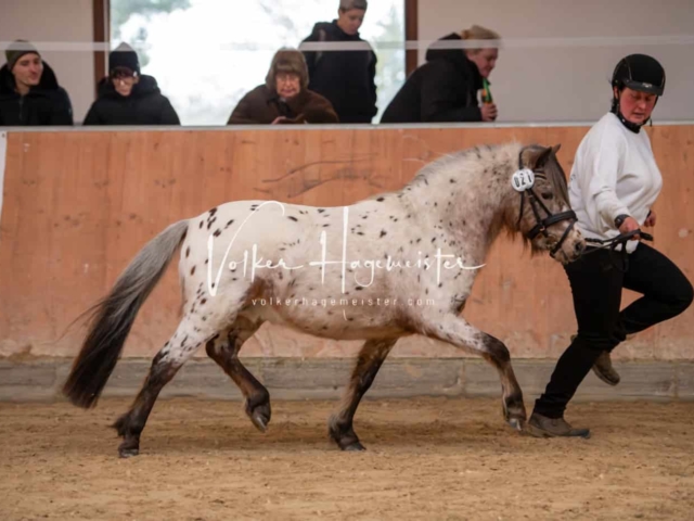 ZfdP Kranichstein Ponys 22