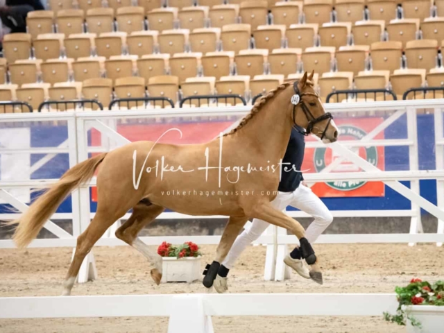 Impressionen PSB Körung Freitag 5