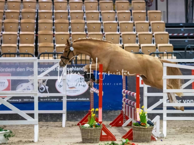 Impressionen PSB Körung Freitag 6