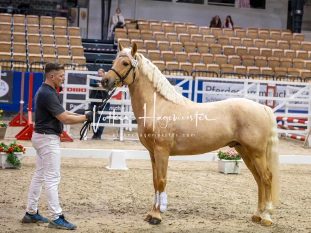 PSB Körung unsortiert Teil 1 16