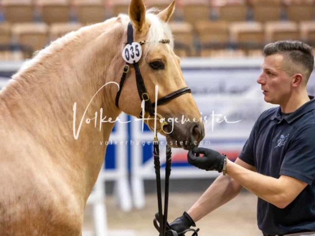 PSB Körung unsortiert Teil 1 17