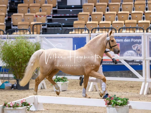 PSB Körung unsortiert Teil 1 18