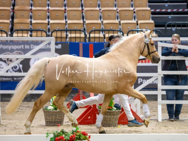 PSB Körung unsortiert Teil 1 19