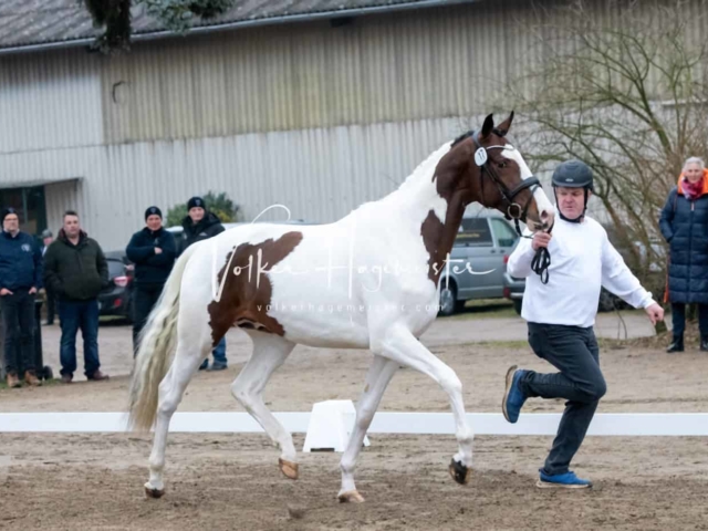 ZfdP Kranichstein Ponys 23
