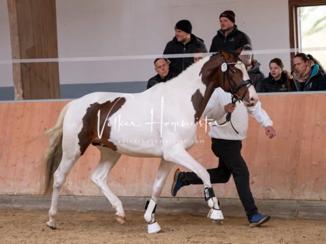 ZfdP Kranichstein Ponys 25