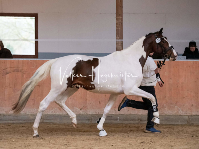 ZfdP Kranichstein Ponys 26