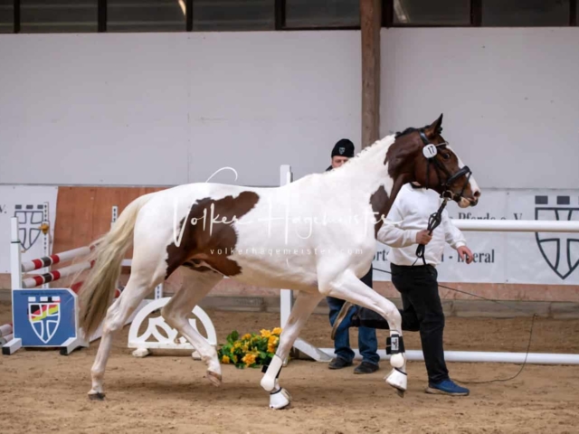 ZfdP Kranichstein Ponys 27