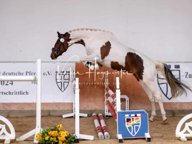 ZfdP Kranichstein Ponys 28